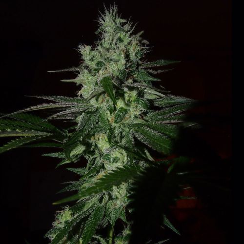 Frosted Madness Weed Seeds Female by Grateful Seeds