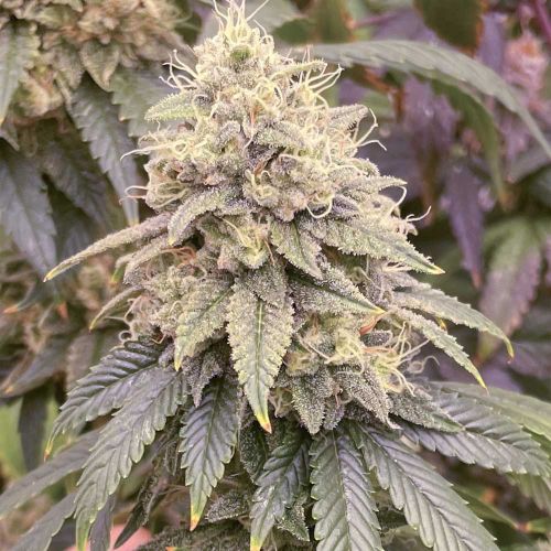 Frosted Onionz Weed Seeds Female by Grateful Seeds