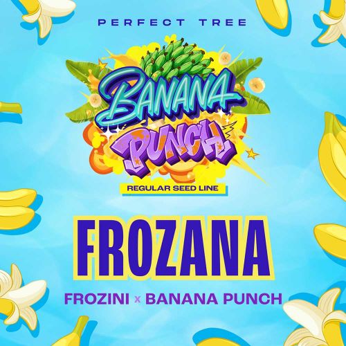 Frozana Regular Cannabis Seeds by Perfect Tree
