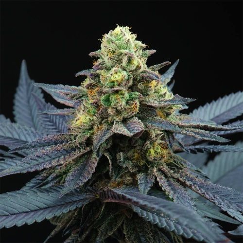 Frozen Jungle Regular Cannabis Seeds by Perfect Tree