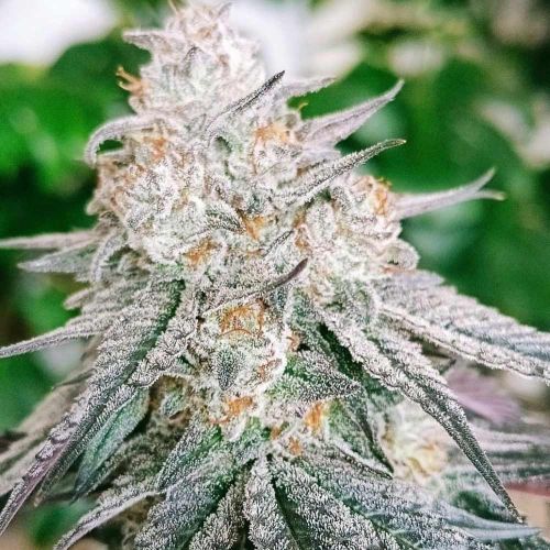 Frozen Rosé Female Weed Seeds by Conscious Genetics 