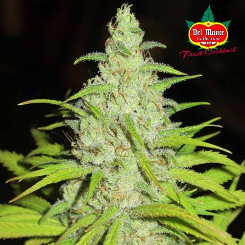 Fruit Cocktail Female Cannabis Seeds by Ultra Genetics