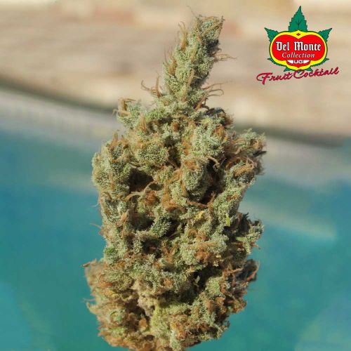 Fruit Cocktail Female Cannabis Seeds by Ultra Genetics