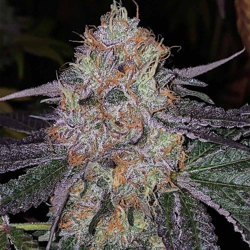 Fruit Dropss Female Weed Seeds by The Plug Seedbank 