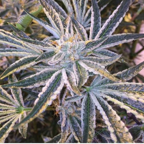 Fruit Tree - The Gold Line - Female Cannabis Seeds by The Cali Connection