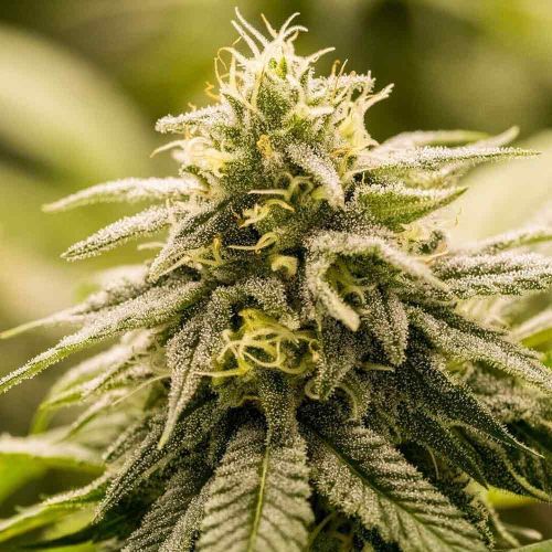 G13 Genius Female Cannabis Seeds by Brothers Grimm Seeds