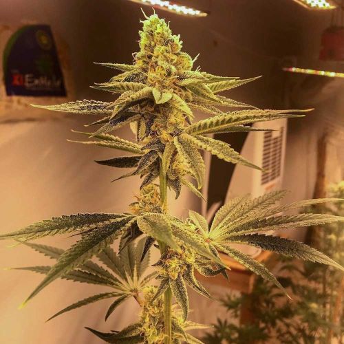 GAK Doe Regular Cannabis Seeds by Hella Seed Co