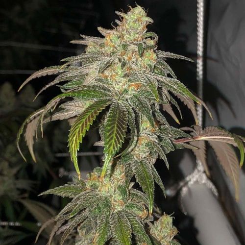 Sour Garlic Bud Regular Cannabis Seeds by Mosca Seeds