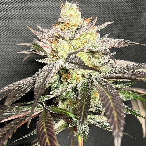 Gary Banana Payton Feminized Cannabis Seeds by Old School Genetics