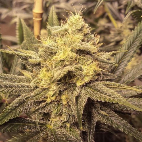 Nana Pie Regular Cannabis Seeds by Garden Ablaze Seeds