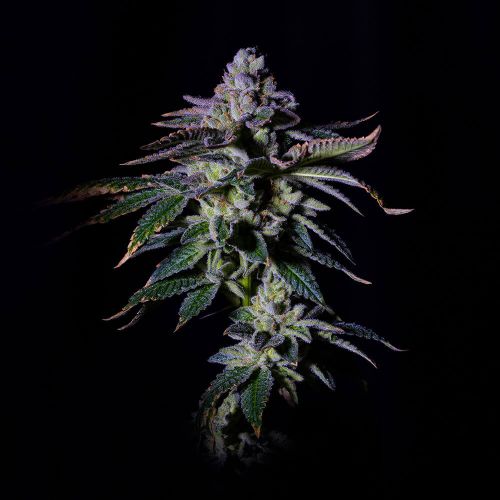 Gasmint Female Cannabis Seeds by Grateful Seeds