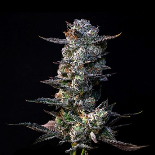 Gastro Pop S1 Feminized Cannabis Seeds by Compound Genetics