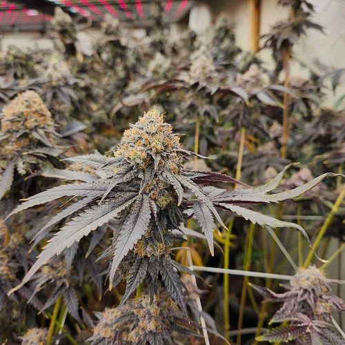 Pink Payton Feminized Cannabis Seeds by Karma Genetics 