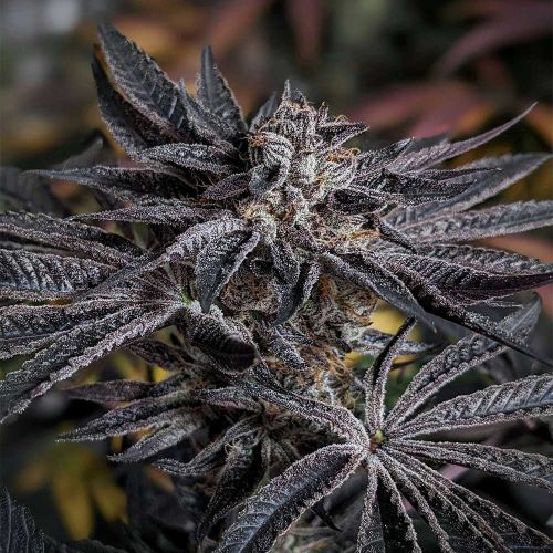 Pink Sherb Feminized Cannabis Seeds by Karma Genetics 