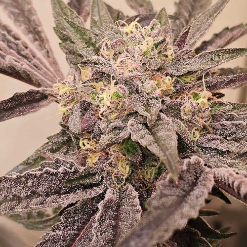 Pink Sherb Feminized Cannabis Seeds by Karma Genetics 