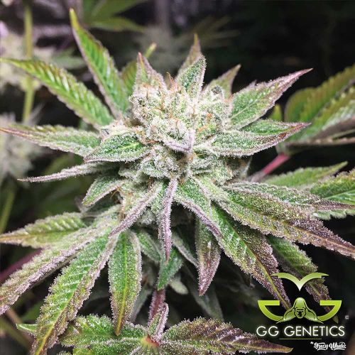 Original Glue (GG4 S1) aka Gorilla Glue 4 - Female Cannabis Seeds by GG Genetics