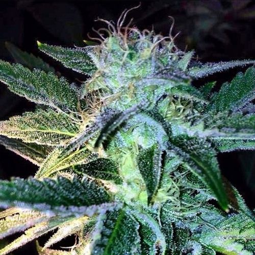 Ghost of Lee Roy Regular Cannabis Seeds by Rare Dankness