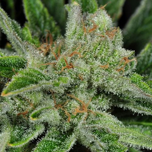 Ghost Train Haze #1 Regular Cannabis Seeds by Rare Dankness 