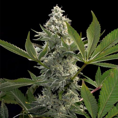 Glow Starz Female Weed Seeds by Paradise Seeds 