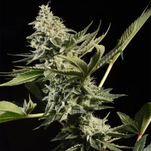 Glow Starz Female Weed Seeds by Paradise Seeds 