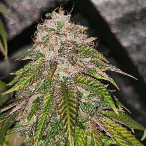 GMO Rainbowz Feminized Cannabis Seeds by Pheno Finder Seeds