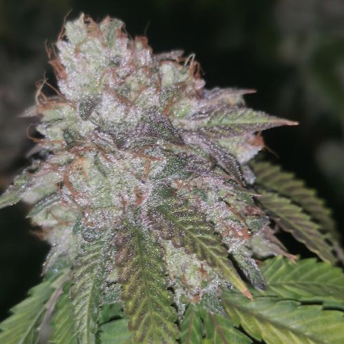 GMO Rainbowz Feminized Cannabis Seeds by Pheno Finder Seeds