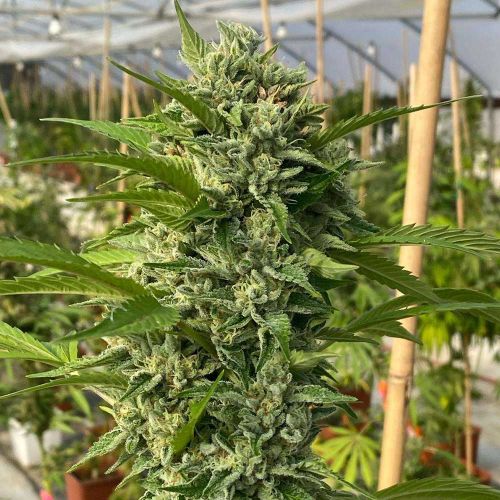 Goji Biker Feminized Cannabis Seeds by Karma Genetics