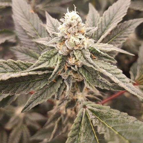 Golden Pussy Female Weed Seeds by Grateful Seeds