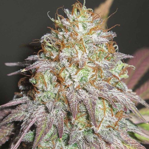 Aunt Jewmima Golden Syrup Regular Cannabis Seeds by Ultra Genetics 