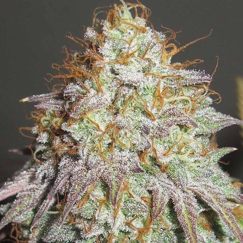 Aunt Jewmima Golden Syrup Regular Cannabis Seeds by Ultra Genetics 
