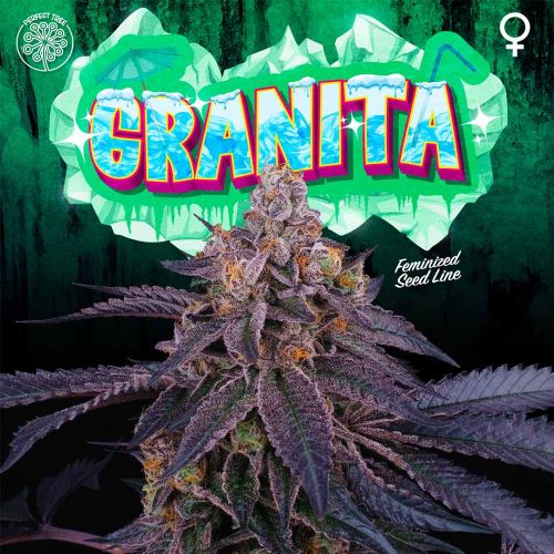 Granita Female Weed Seeds By Perfect Tree