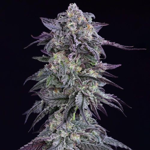 Grape Godalope Regular Cannabis Seeds by Crockett Family Farms