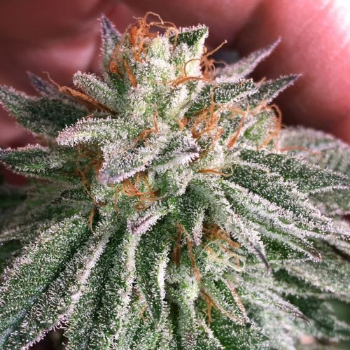 Grape Smash Regular Cannabis Seeds by Dark Horse Genetics 