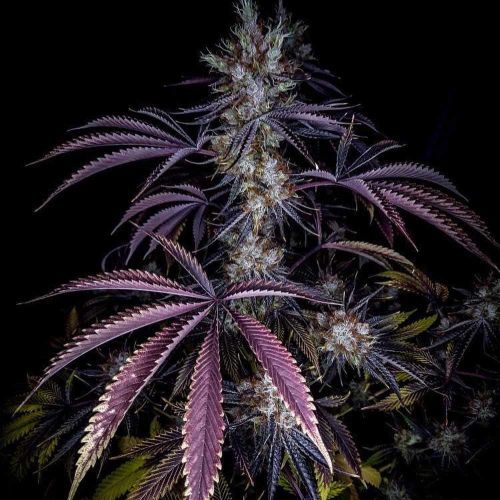 Grape Smash Regular Cannabis Seeds by Dark Horse Genetics 