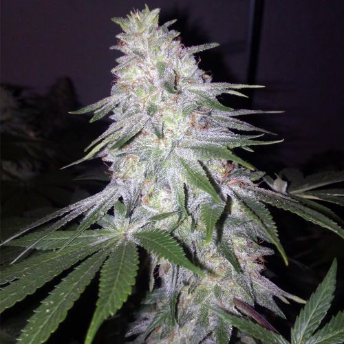 Blessed by Banana Female Weed Seeds by Grateful Seeds