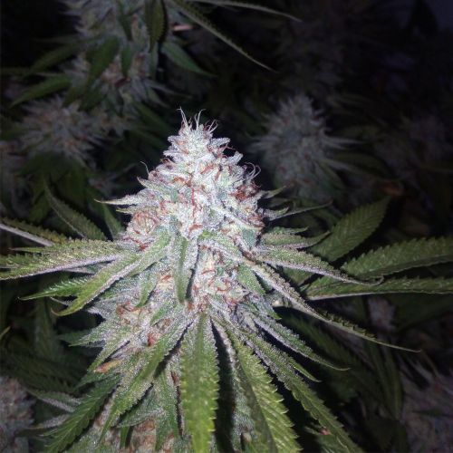 Blessed by Banana Female Weed Seeds by Grateful Seeds
