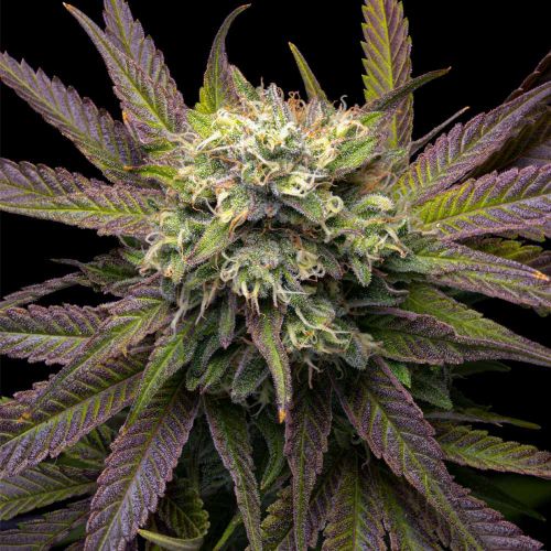 Mela Verde Female Weed Seeds by Grateful Seeds