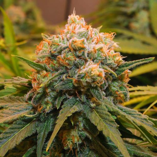 Papaya Bx1 Female Cannabis Seeds by Grateful Seeds 