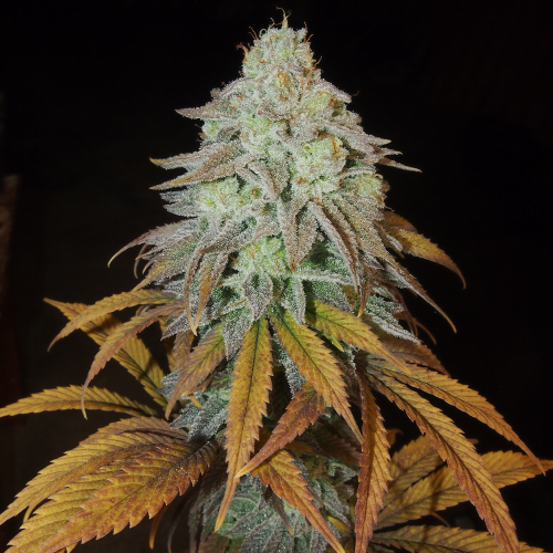 RM Confidential Female Cannabis Seeds by Grateful Seeds