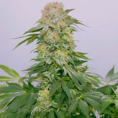 Tropical Rain Female Cannabis Seeds by Grateful Seeds 
