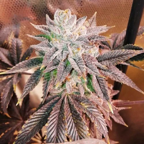 Z Head Feminized Weed Seeds By Grateful Seeds