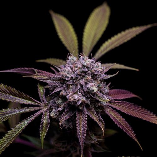 78 Tenzin #4 Regular Cannabis Seeds Green Bodhi 