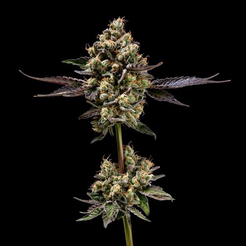 Afghani Mints Green Bodhi Regular Cannabis Seeds