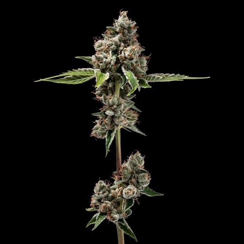 Sour Best Afghani Green Bodhi Regular Cannabis Seeds