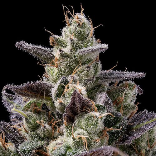 Chem D-Light Green Bodhi Regular Cannabis Seeds