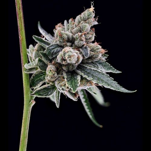 Chemhead #78 Regular Cannabis Seeds Green Bodhi 