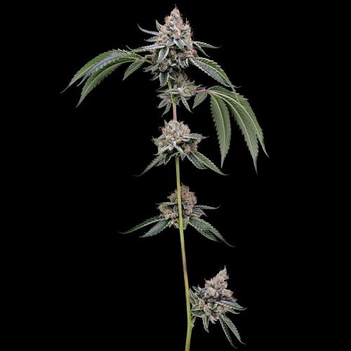 Chemhead #78 Regular Cannabis Seeds Green Bodhi 