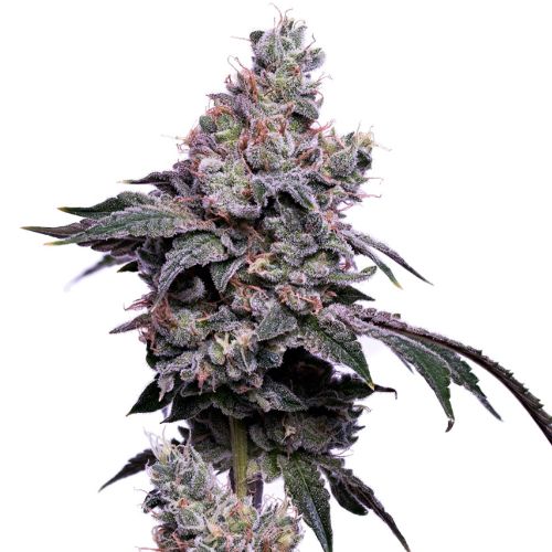 Golden Haze Feminized Cannabis Seeds Green Bohdi