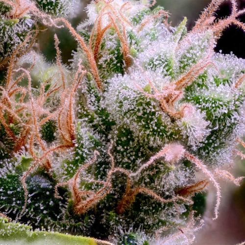 Golden Pineapple S1 Feminized Cannabis Seeds Green Bodhi 