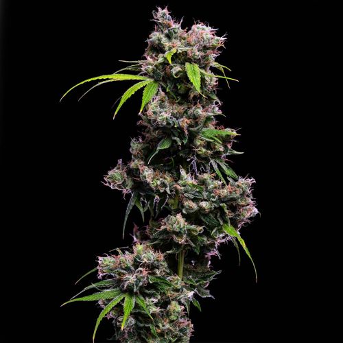 Golden Pineapple S1 Feminized Cannabis Seeds Green Bodhi 